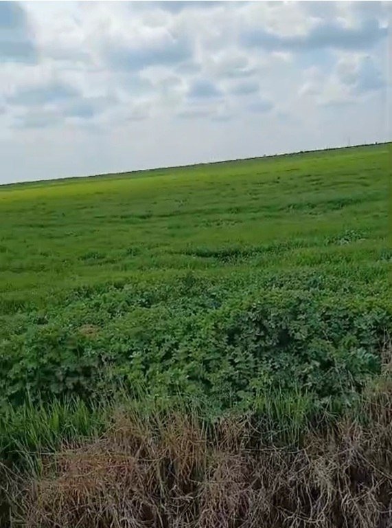20000 sot torpaq satılır, Ağsu-1