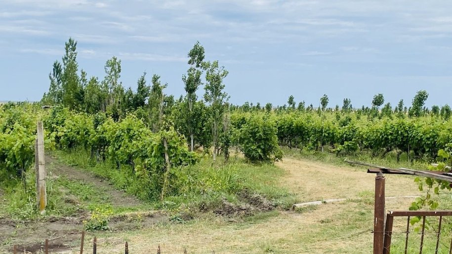 16000 sot torpaq satılır, Şabran-6