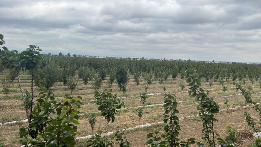 2000 sot torpaq satılır, Şəmkir-1