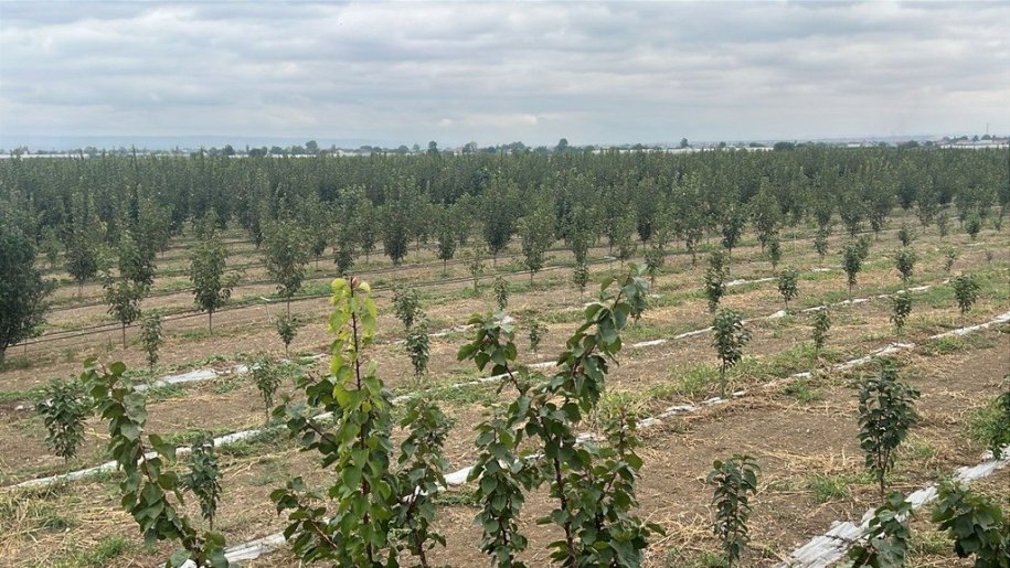 2000 sot torpaq satılır, Şəmkir-6