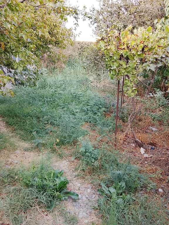8 sot torpaq satılır, Kürdəmir-9