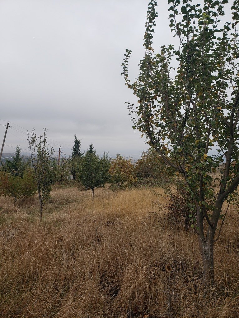 30 sot torpaq satılır, Şamaxı-7
