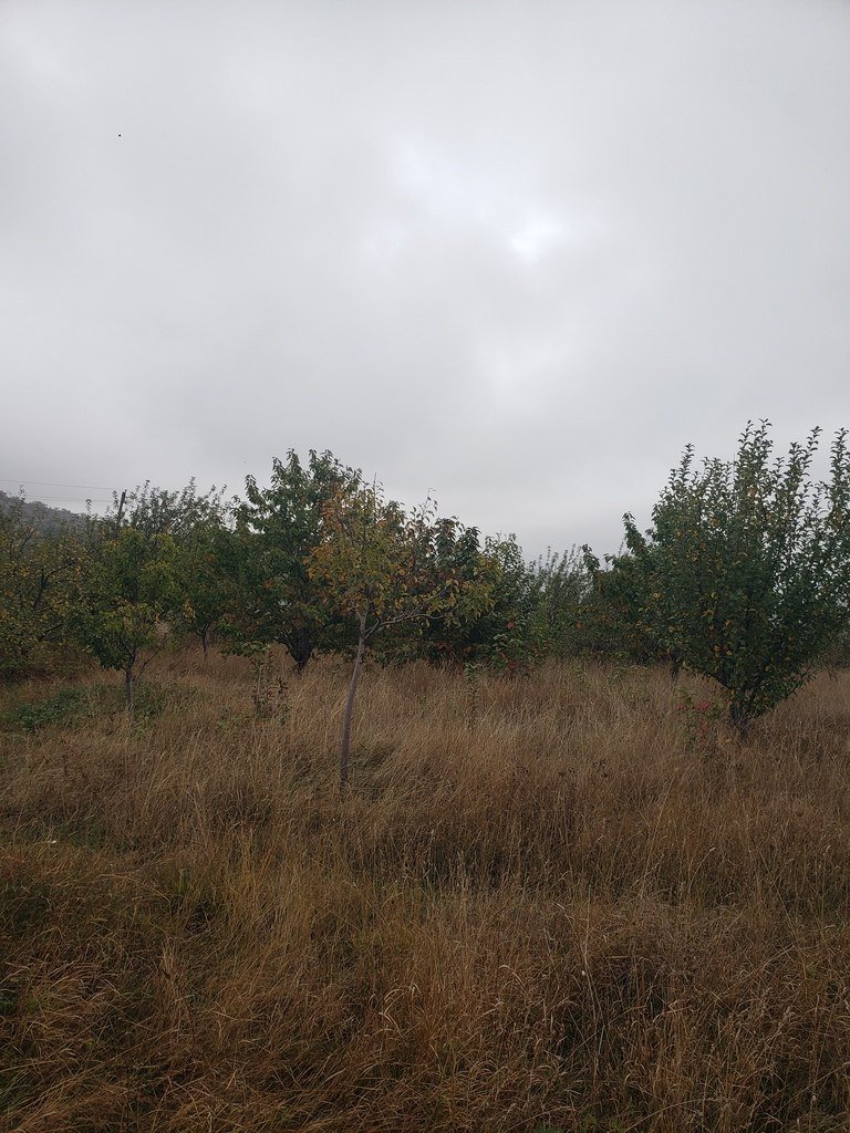 30 sot torpaq satılır, Şamaxı-17