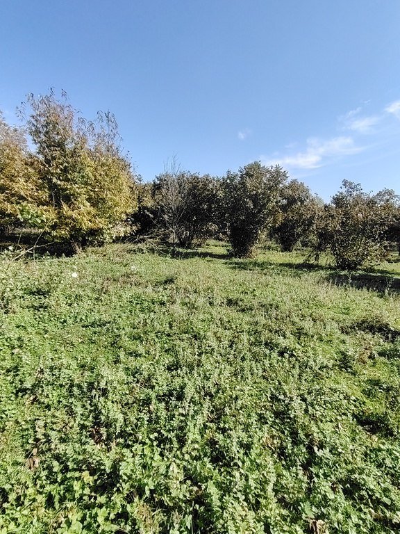 110 sot torpaq satılır, Qəbələ-1
