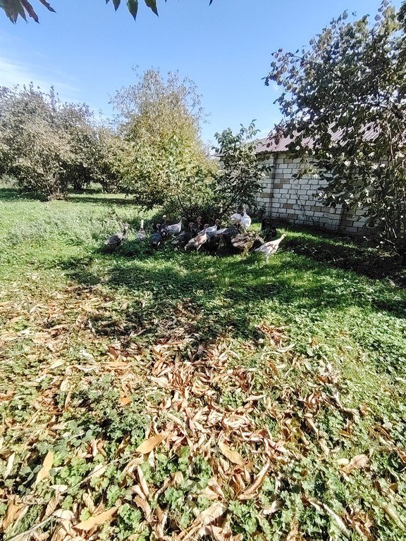 110 sot torpaq satılır, Qəbələ-4