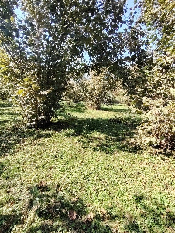 110 sot torpaq satılır, Qəbələ-8