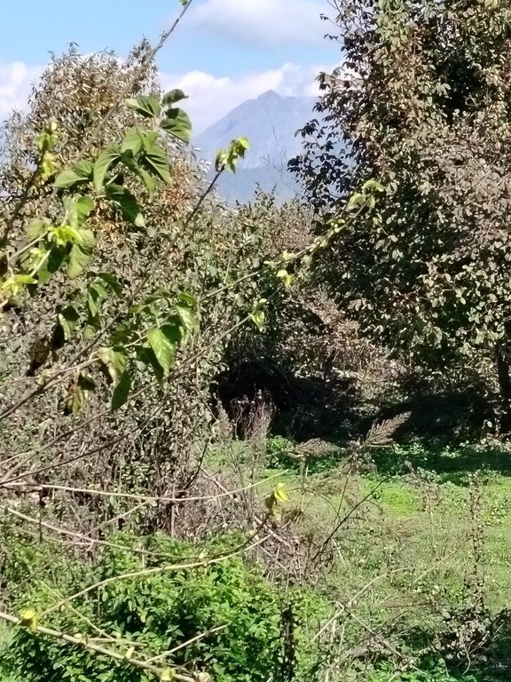 110 sot torpaq satılır, Qəbələ-17
