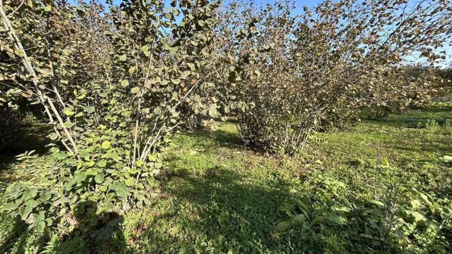 43 sot torpaq satılır, Qəbələ-1