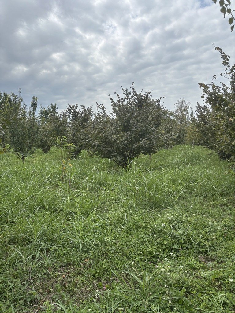27 sot torpaq satılır, Xaçmaz-1