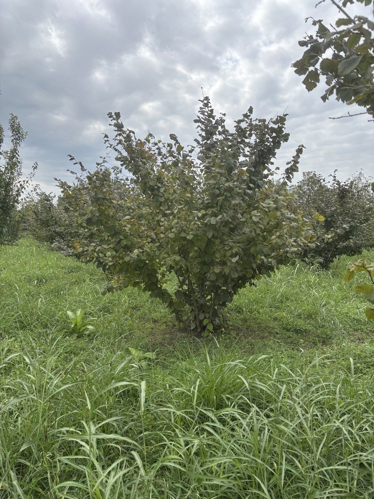 27 sot torpaq satılır, Xaçmaz-2