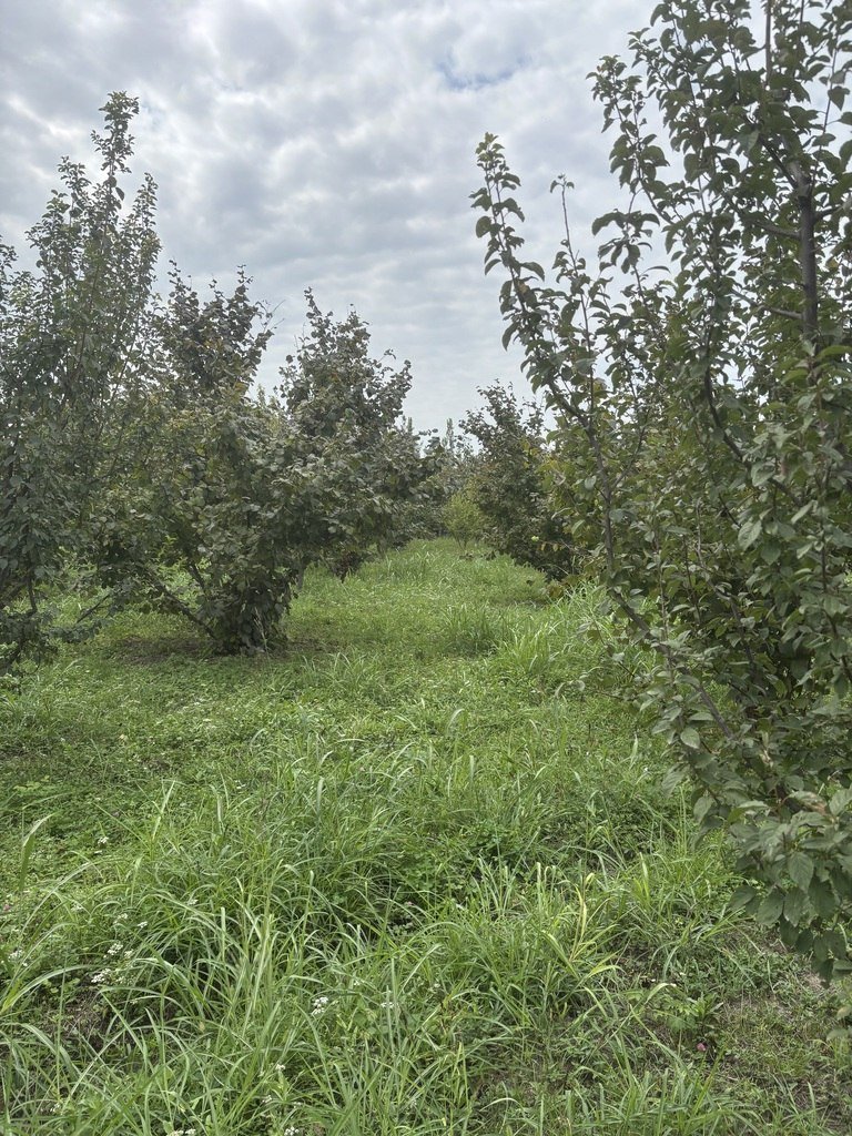 27 sot torpaq satılır, Xaçmaz-3
