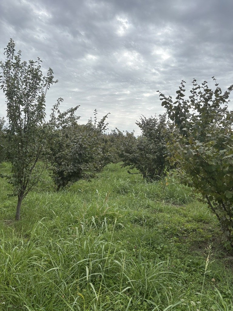 27 sot torpaq satılır, Xaçmaz-5
