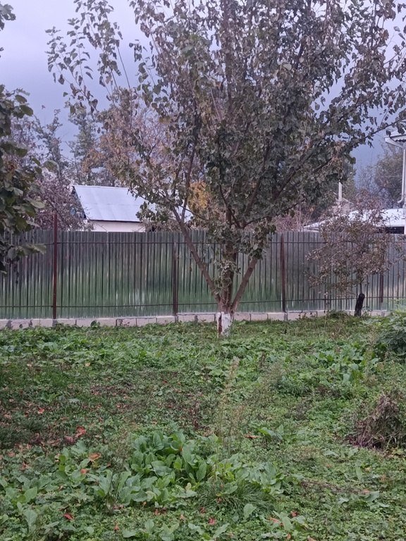 11.6 sot torpaq satılır, İsmayıllı-5