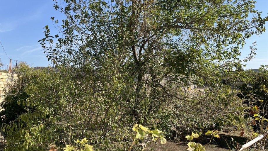 9 sot torpaq satılır, Saray-3