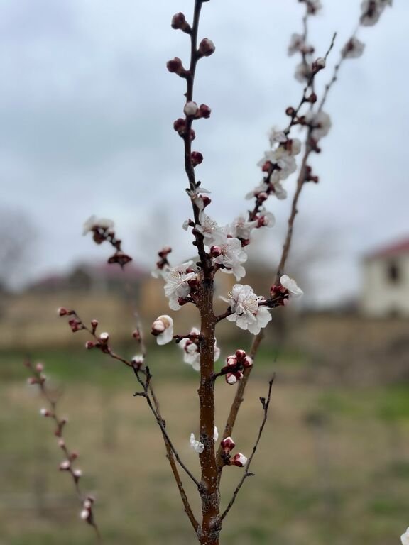 15 sot torpaq satılır, Sumqayıt-3