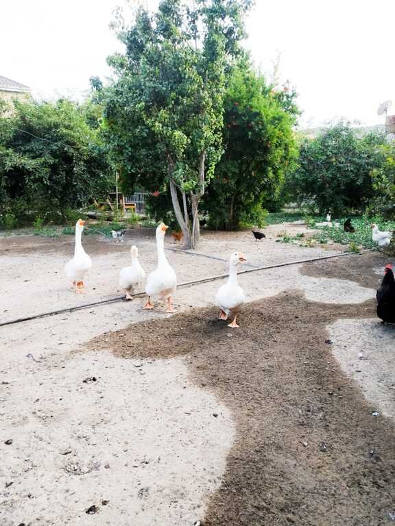 15.3 sot torpaq satılır, Əhmədli-3