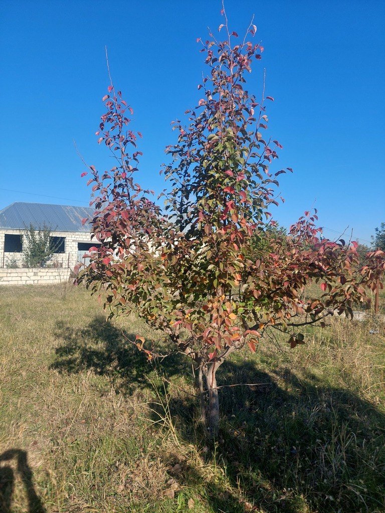 10 sot torpaq satılır, Ağstafa-8