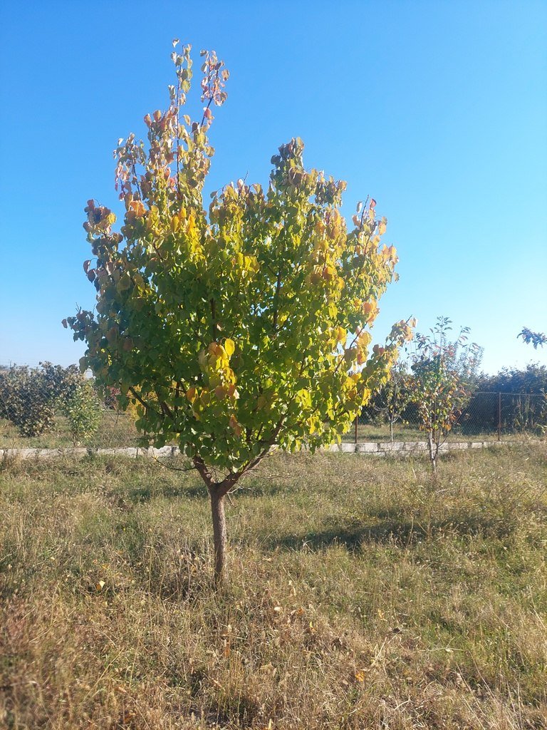 10 sot torpaq satılır, Ağstafa-9