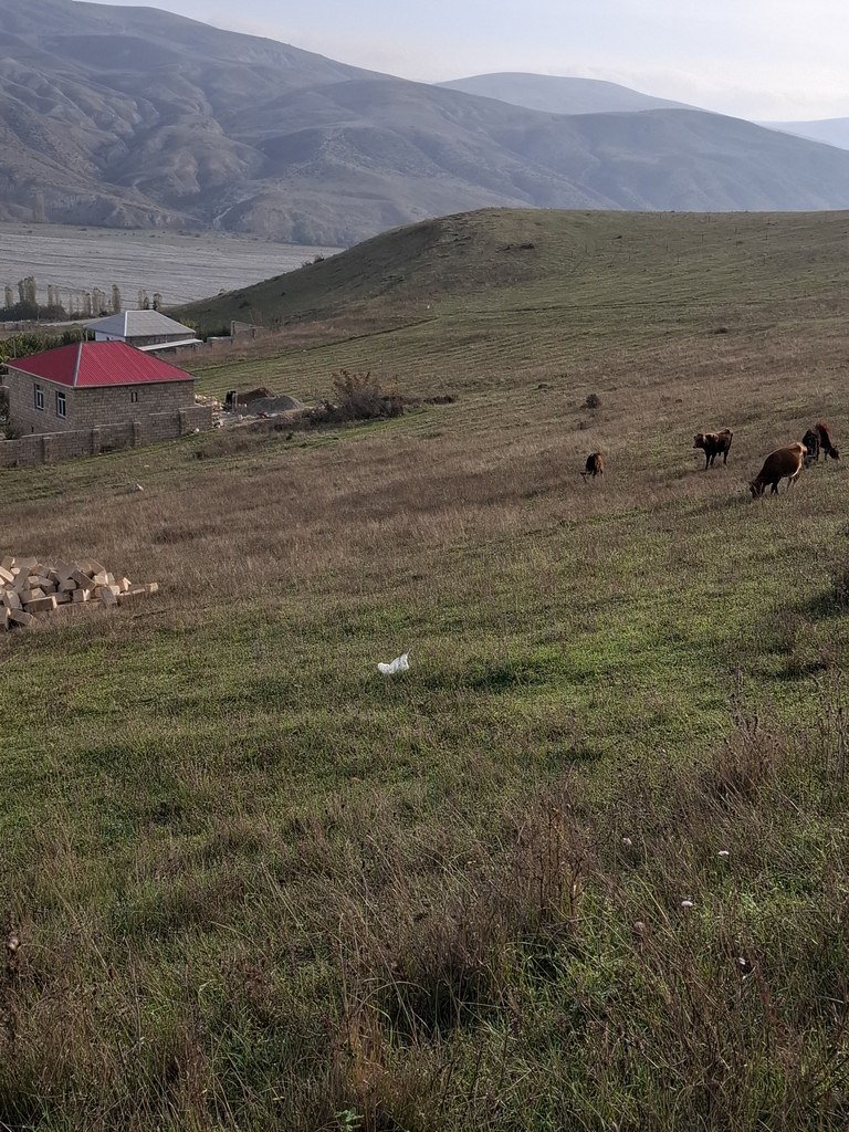 12 sot torpaq satılır, Şamaxı-2
