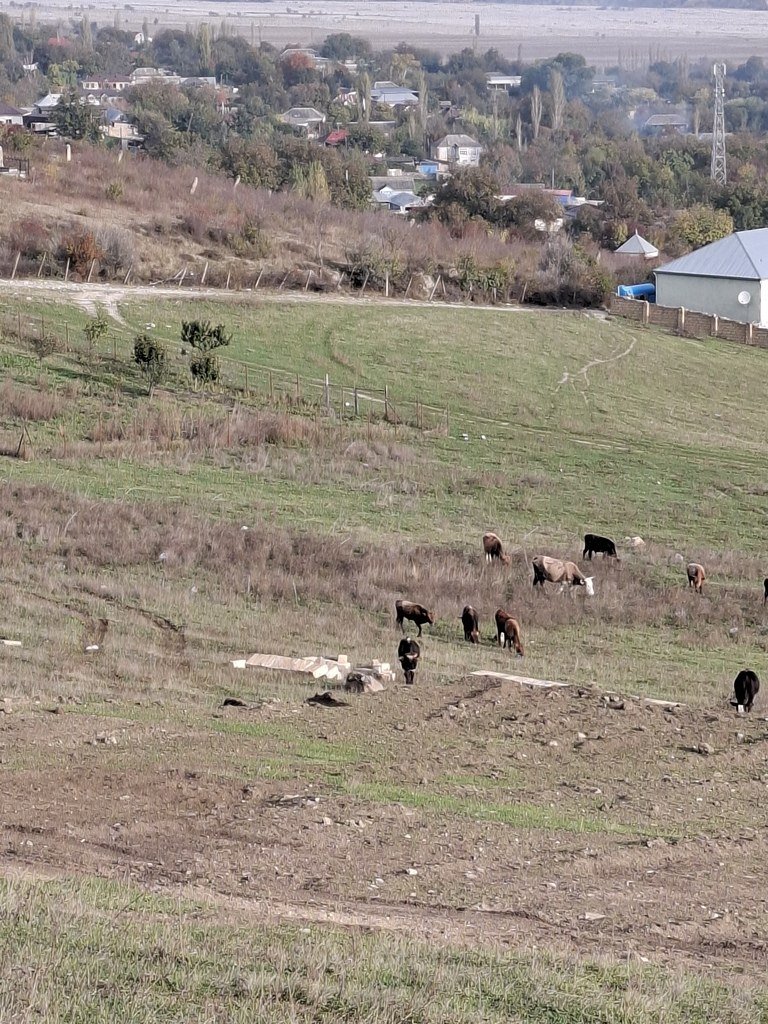 12 sot torpaq satılır, Şamaxı-10