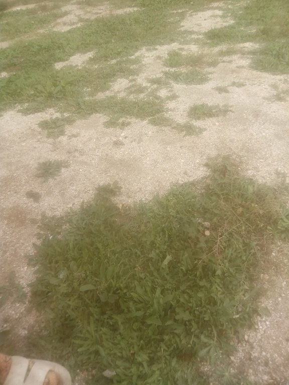 14 sot torpaq satılır, Pirşağı-1