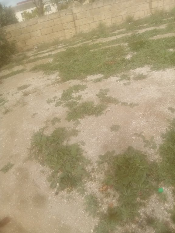 14 sot torpaq satılır, Pirşağı-2