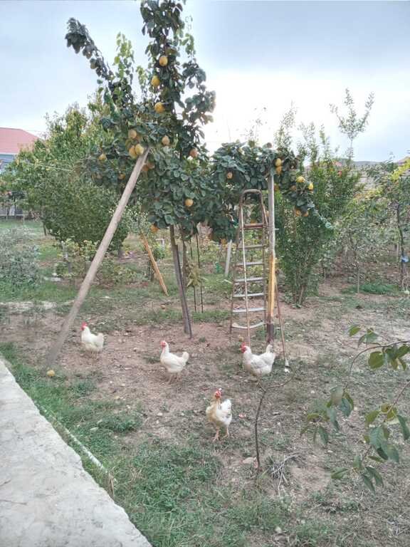6 sot torpaq satılır, Sabunçu-1