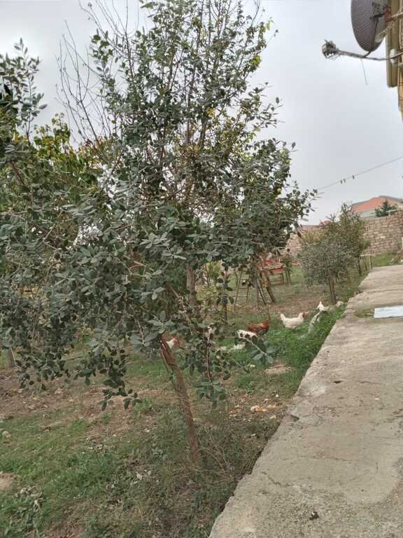 6 sot torpaq satılır, Sabunçu-2
