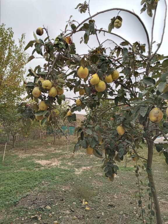 6 sot torpaq satılır, Sabunçu-3