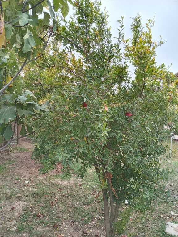 6 sot torpaq satılır, Sabunçu-4
