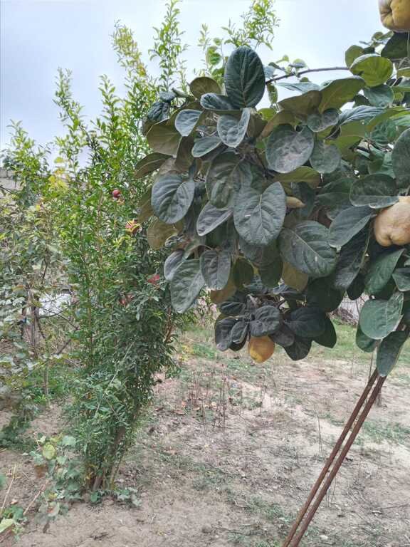 6 sot torpaq satılır, Sabunçu-6