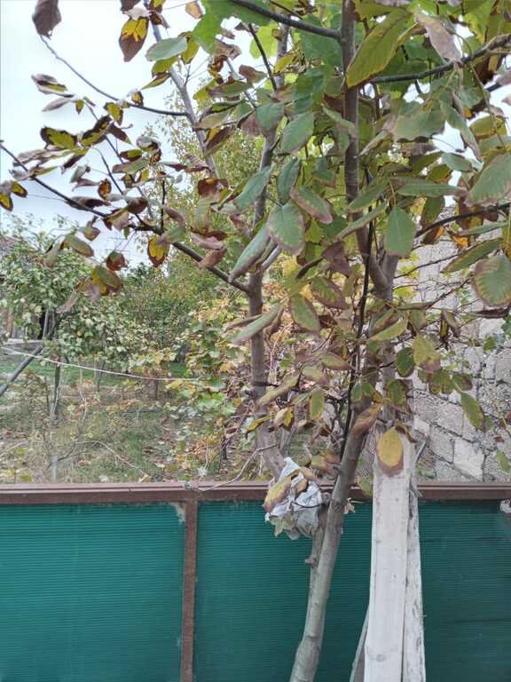 6 sot torpaq satılır, Sabunçu-8