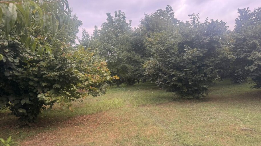 20.5 sot torpaq satılır, Qəbələ-1