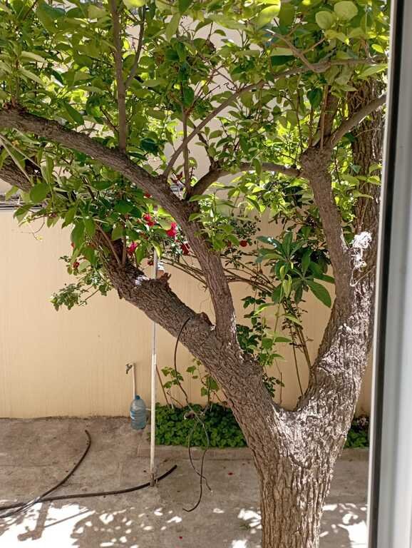 Kirayə verilir 3 otaqlı köhnə tikili, 80 m², Nizami m.-17