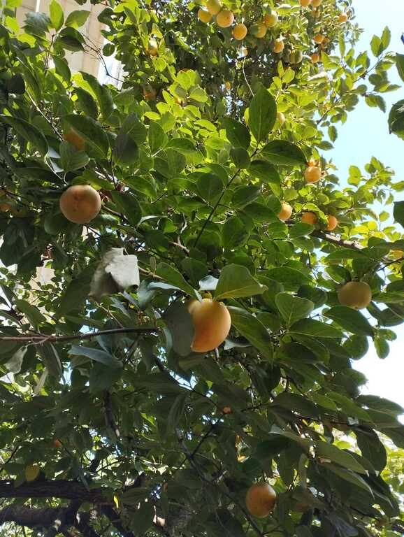 Kirayə verilir 4 otaqlı köhnə tikili, 110 m², İnşaatçılar m.-10