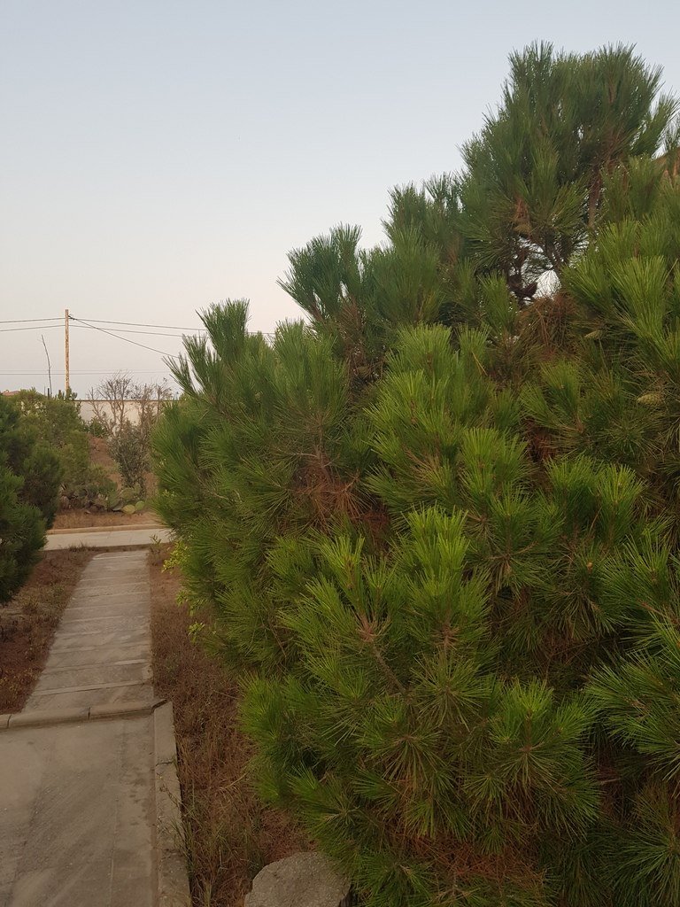25 sot torpaq satılır, Şüvəlan-1