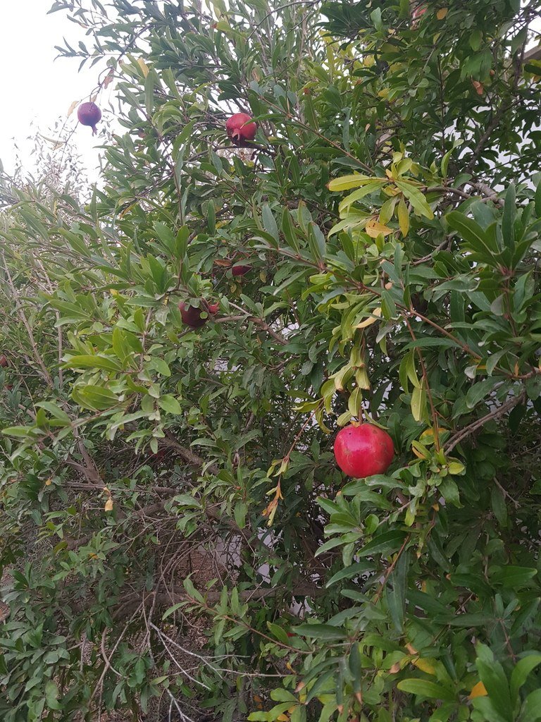 25 sot torpaq satılır, Şüvəlan-3