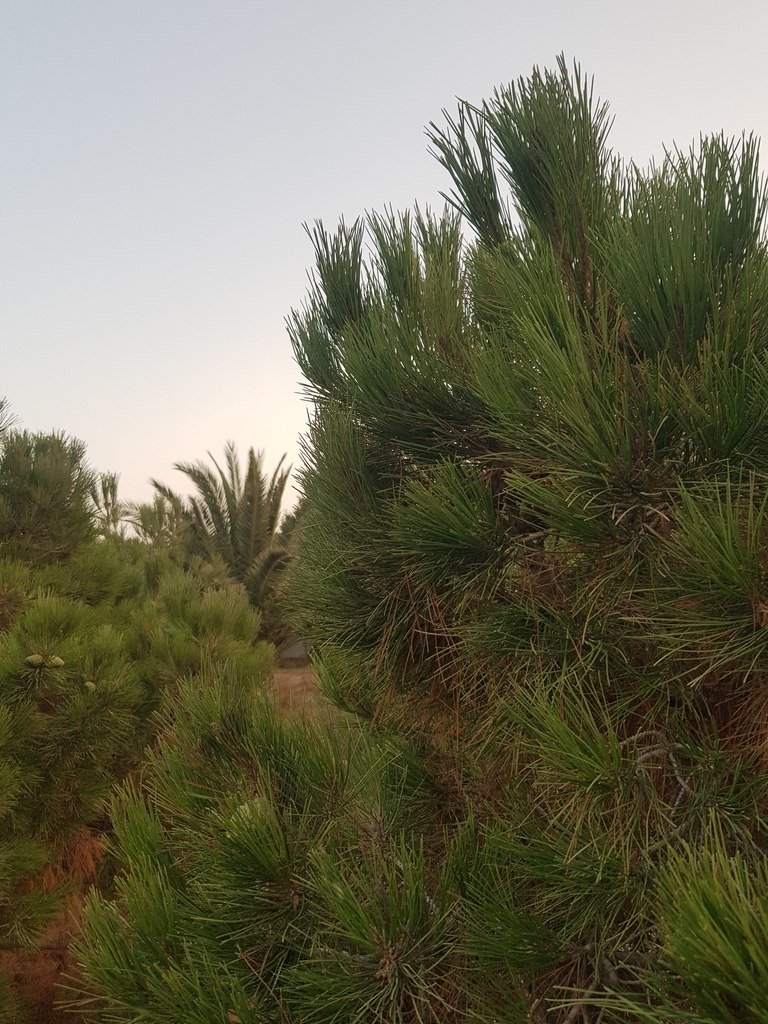 25 sot torpaq satılır, Şüvəlan-4