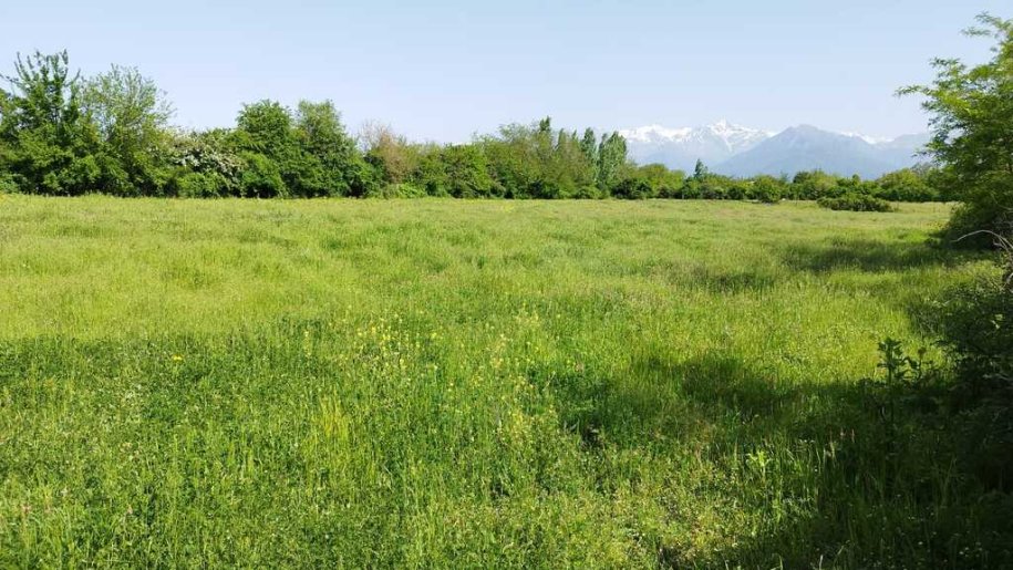 45 sot torpaq satılır, Qəbələ-8