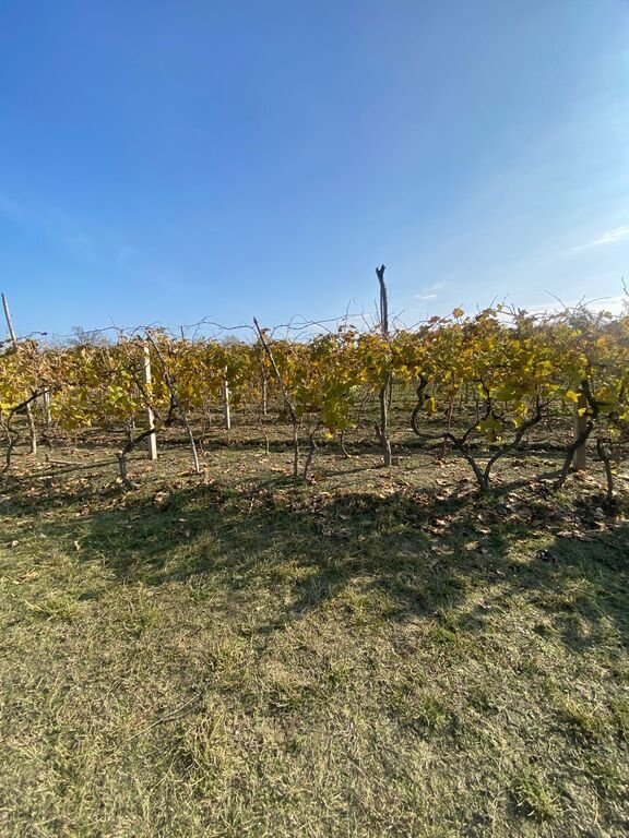 700 sot torpaq satılır, Novxanı-1