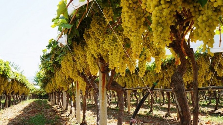 700 sot torpaq satılır, Novxanı-3