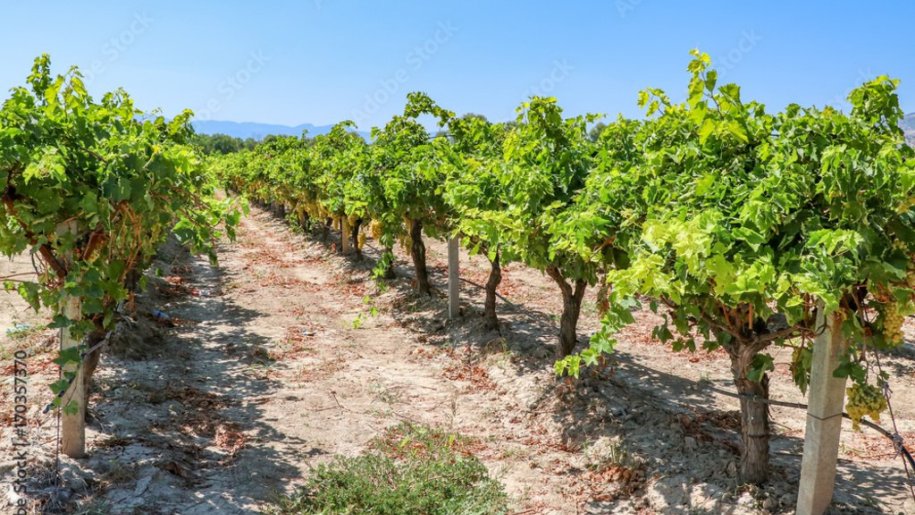 700 sot torpaq satılır, Novxanı-4