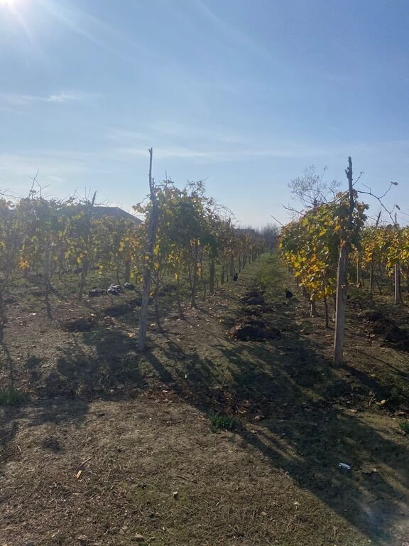 700 sot torpaq satılır, Novxanı-5