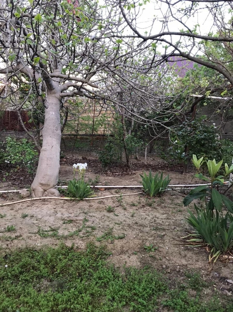 4 sot torpaq satılır, Sumqayıt-1