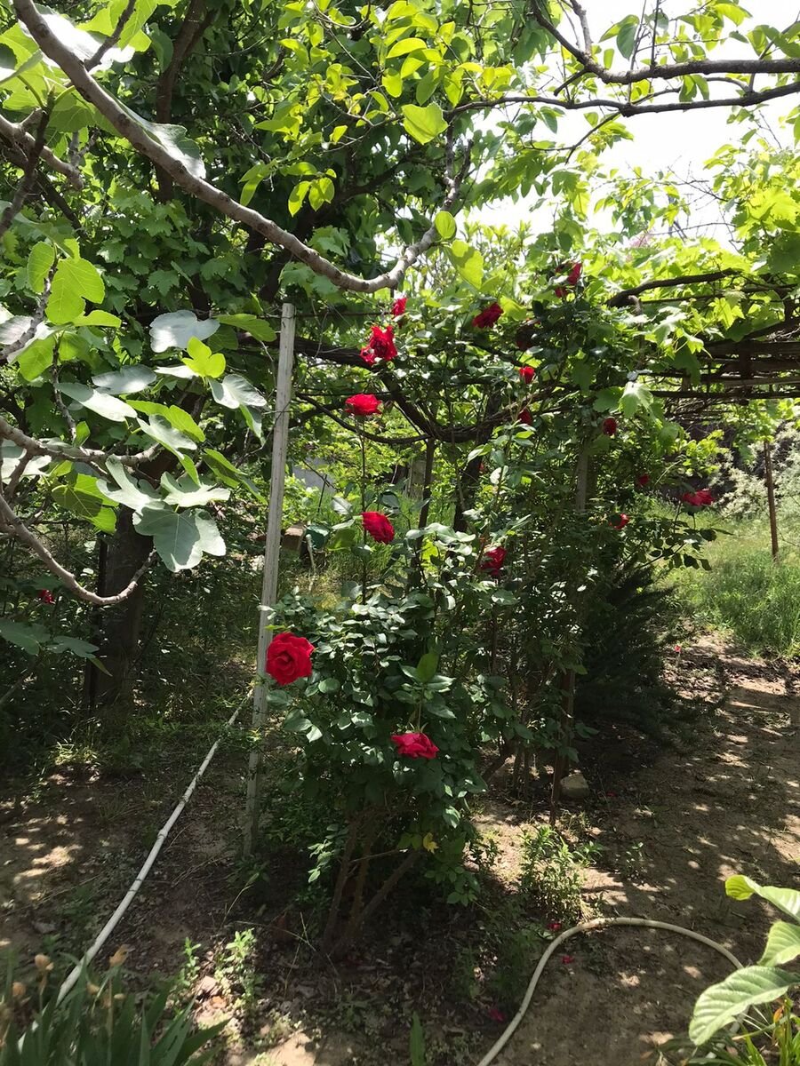 4 sot torpaq satılır, Sumqayıt-2