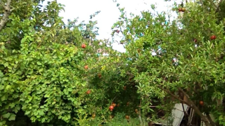 4 sot torpaq satılır, Sumqayıt-4