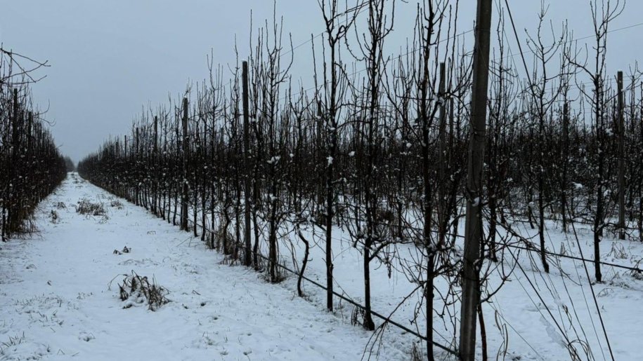 1400 sot torpaq satılır, Quba-5