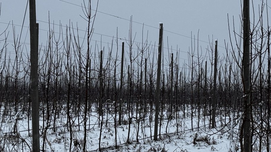 1400 sot torpaq satılır, Quba-20