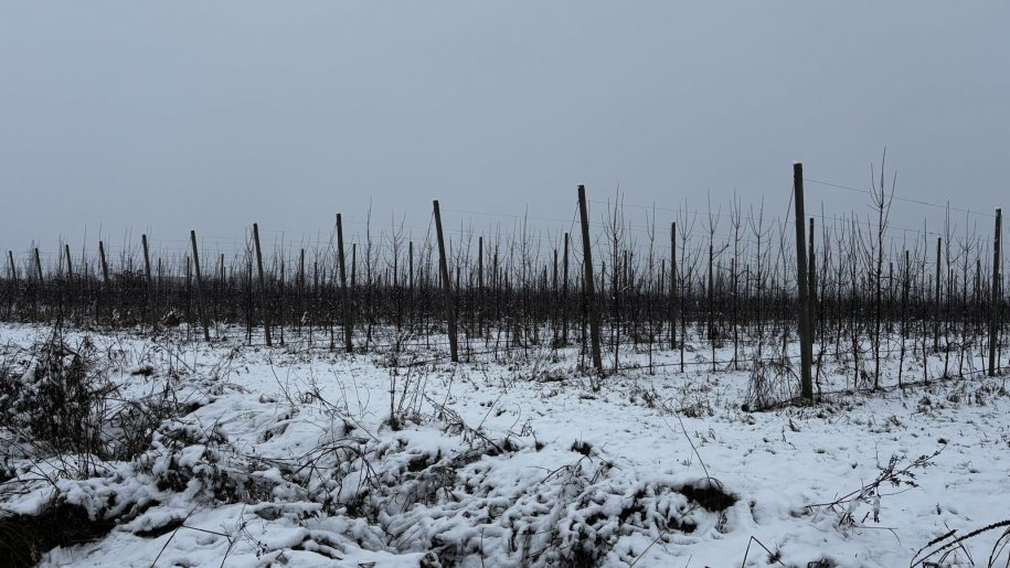 1400 sot torpaq satılır, Quba-22