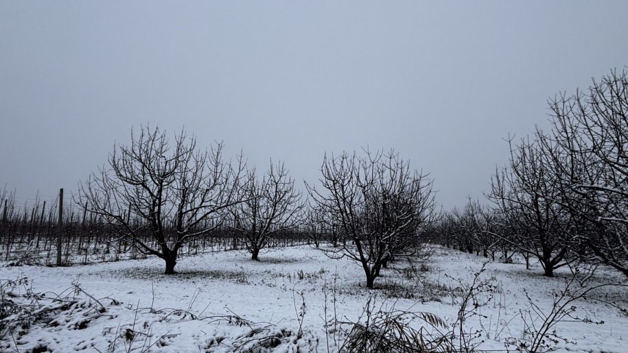 1400 sot torpaq satılır, Quba-23